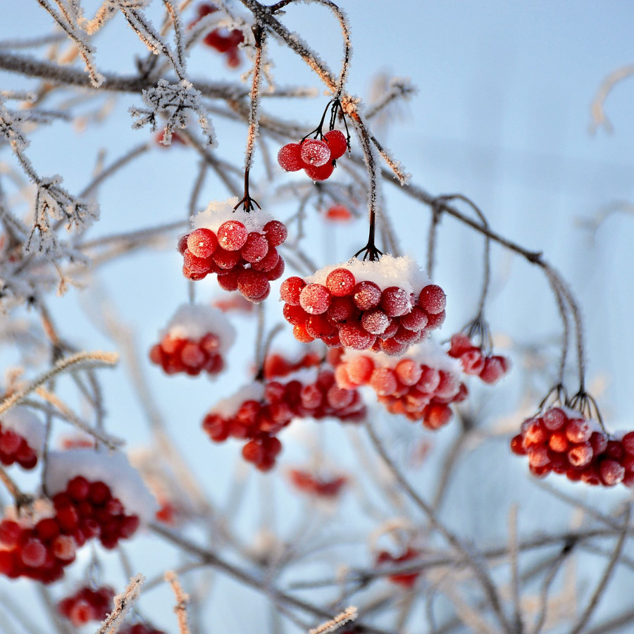 Snowball Brunch – 15 HIGH, 13.12.2026