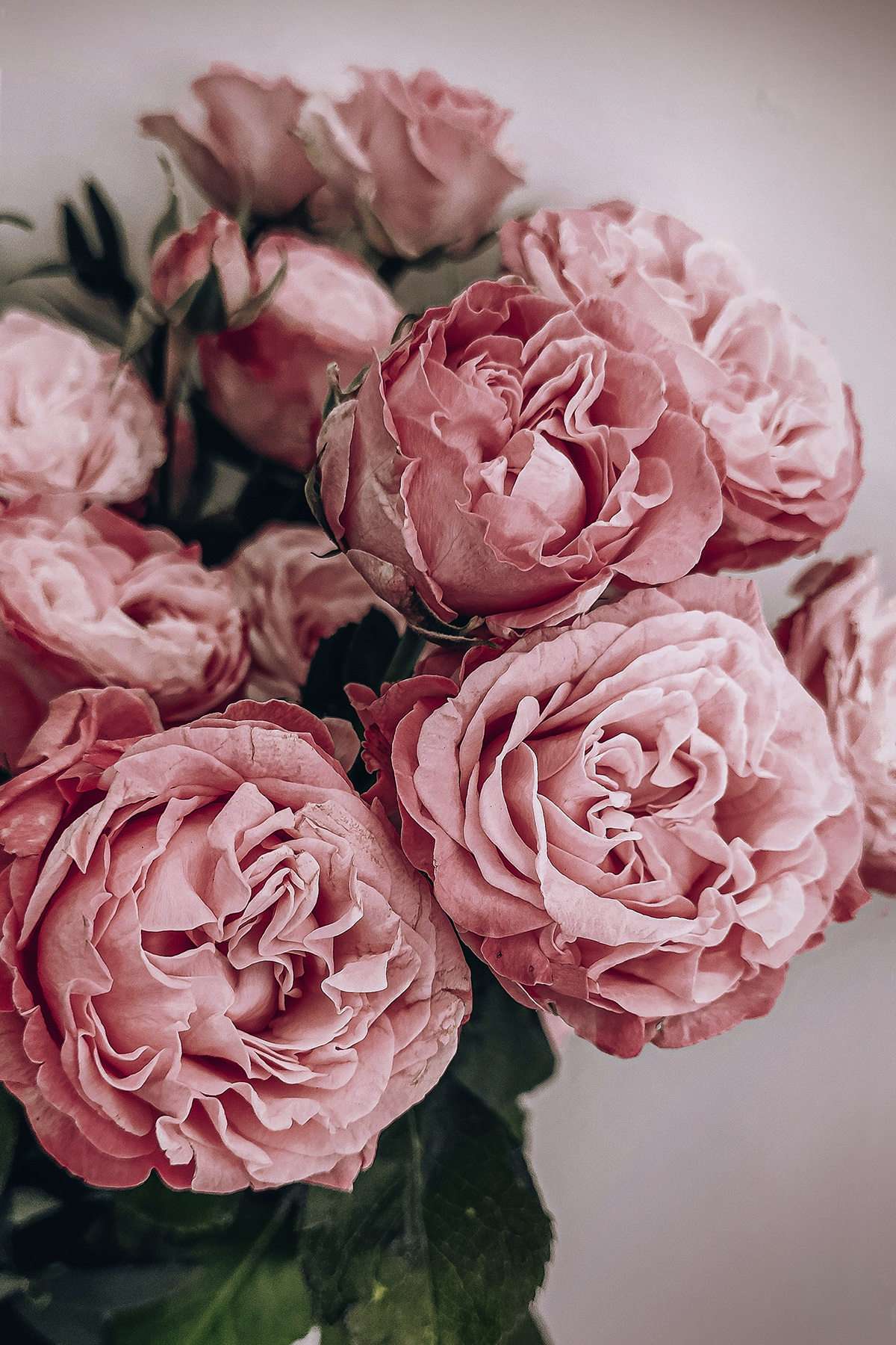 rosafarbene Pfinstrosen in einem Strauß