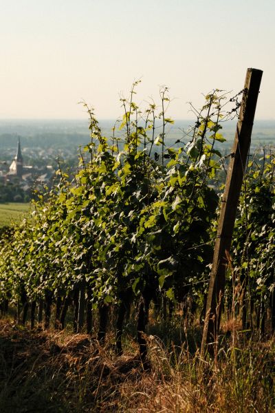 Wine & Dine – 15 HIGH, 18.09.2026